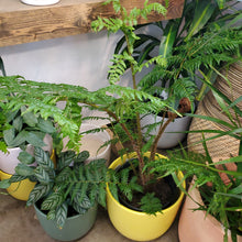 Load image into Gallery viewer, Australian Tree Fern
