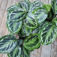 Load image into Gallery viewer, Calathea Medallion
