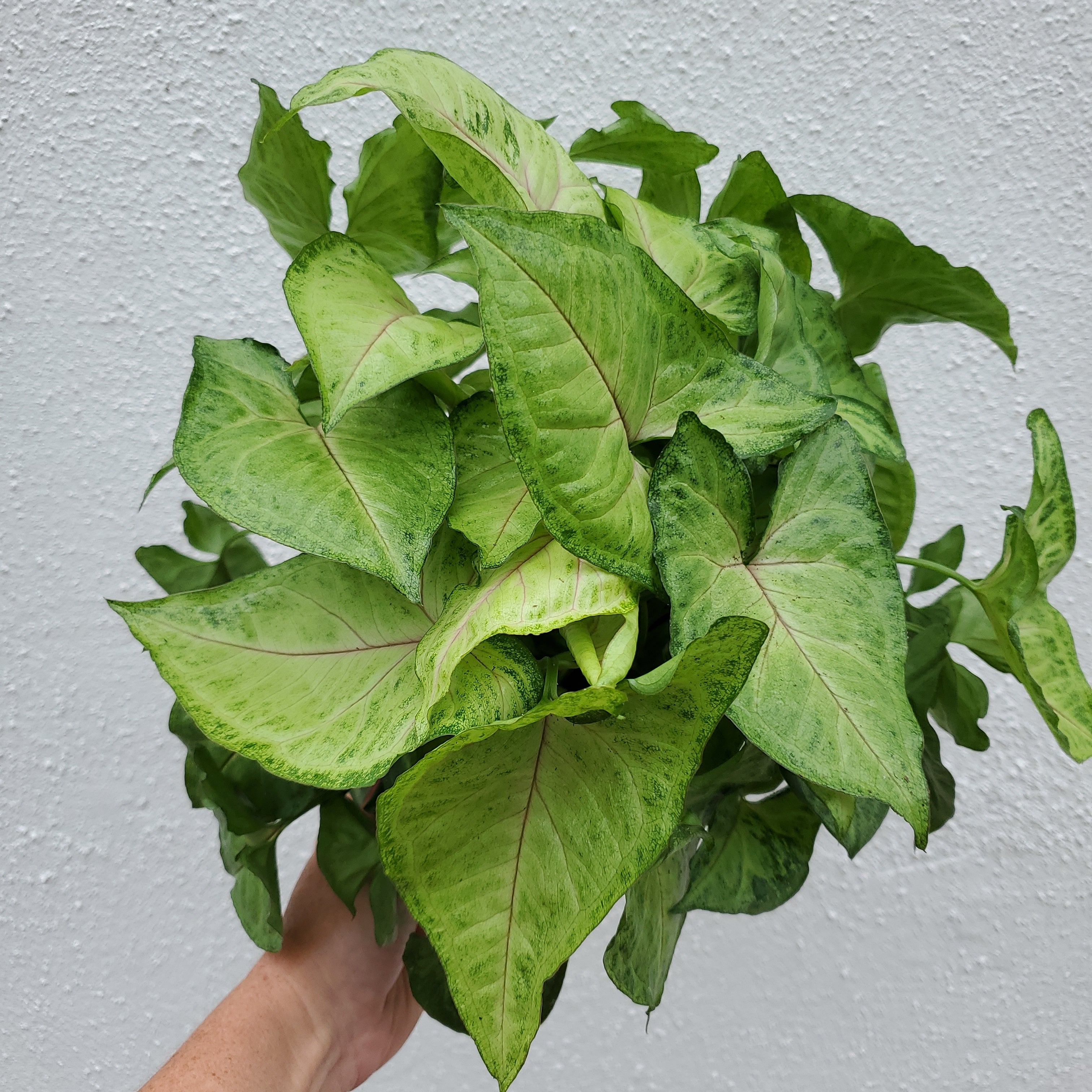 syngonium podophyllum arrowhead plant Syngonium Podophyllum Green / 6