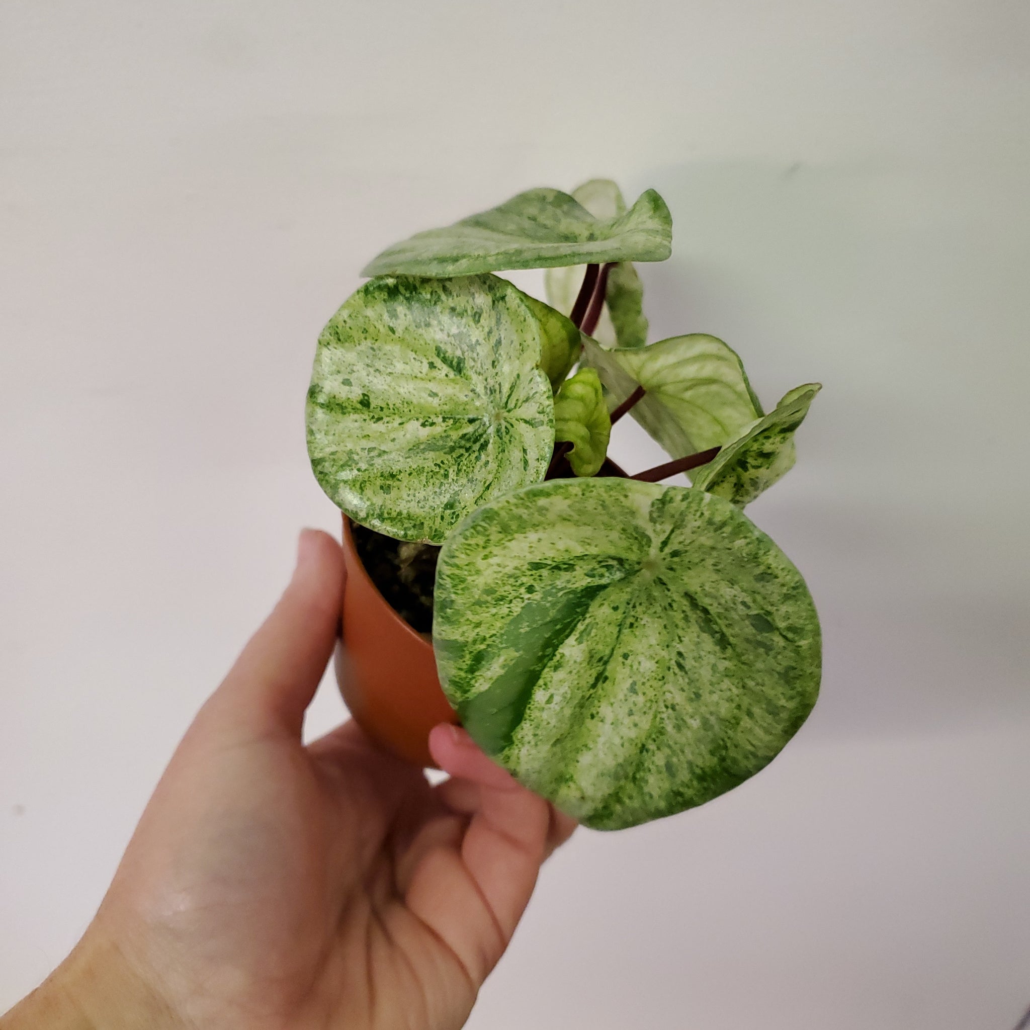 Watermelon Peperomia – Lush Plant Co. Decatur