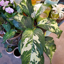 Load image into Gallery viewer, Dieffenbachia Puerto Rico
