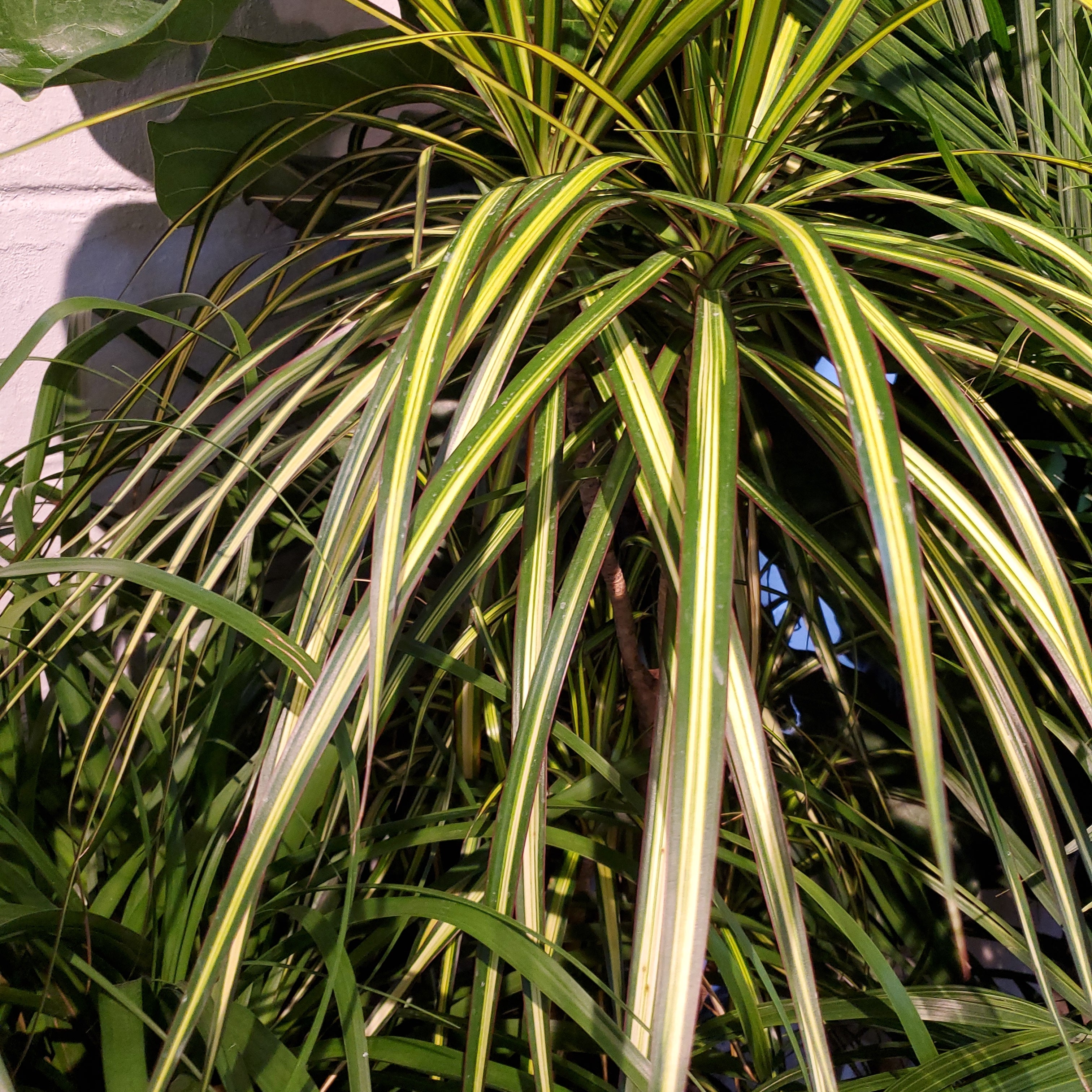 Dracaena Marginata Kiwi  Lush Plant Co. Decatur