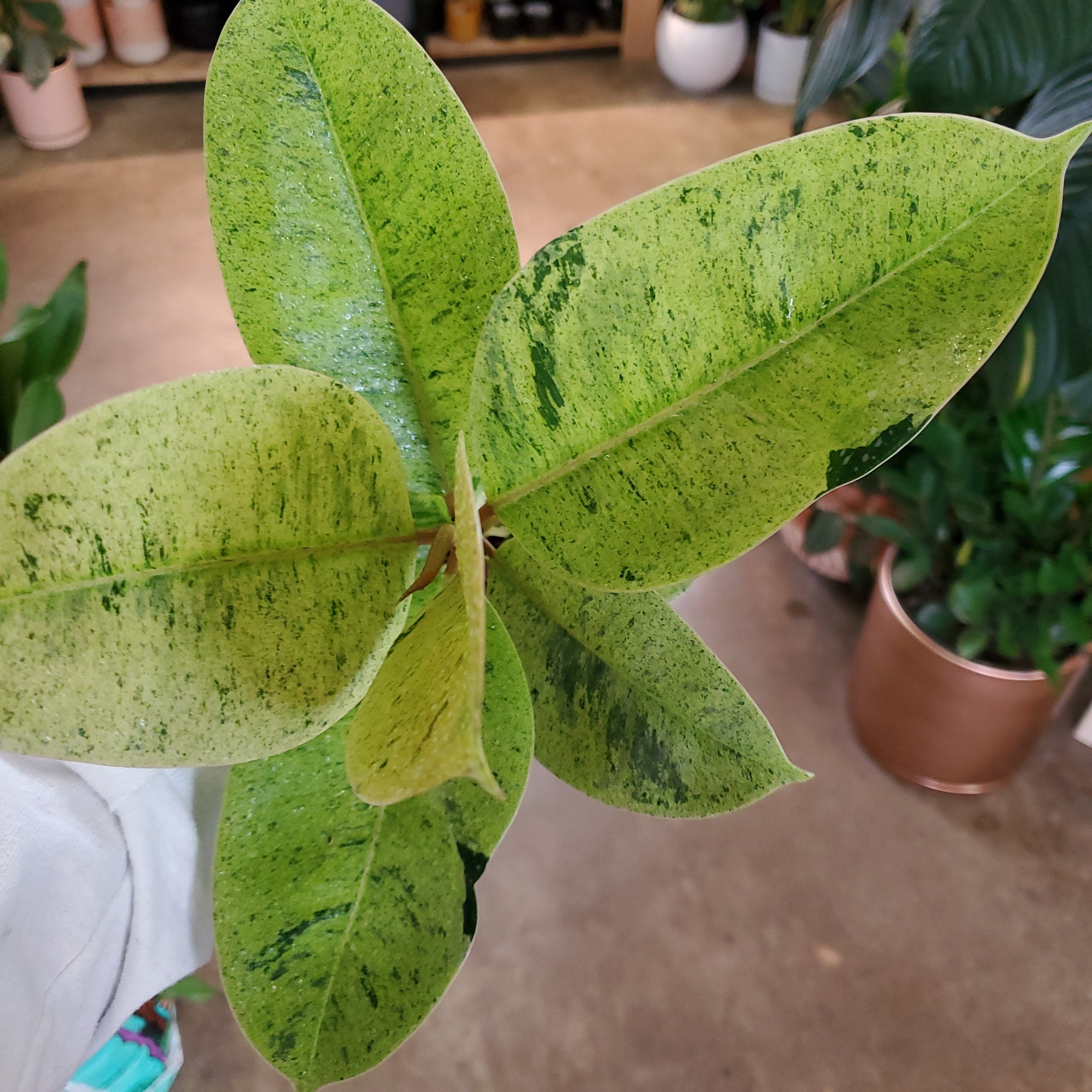 Ficus Shivereana (Ficus Moonshine)  Lush Plant Co. Decatur