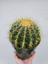 Load image into Gallery viewer, Cactus - Assorted
