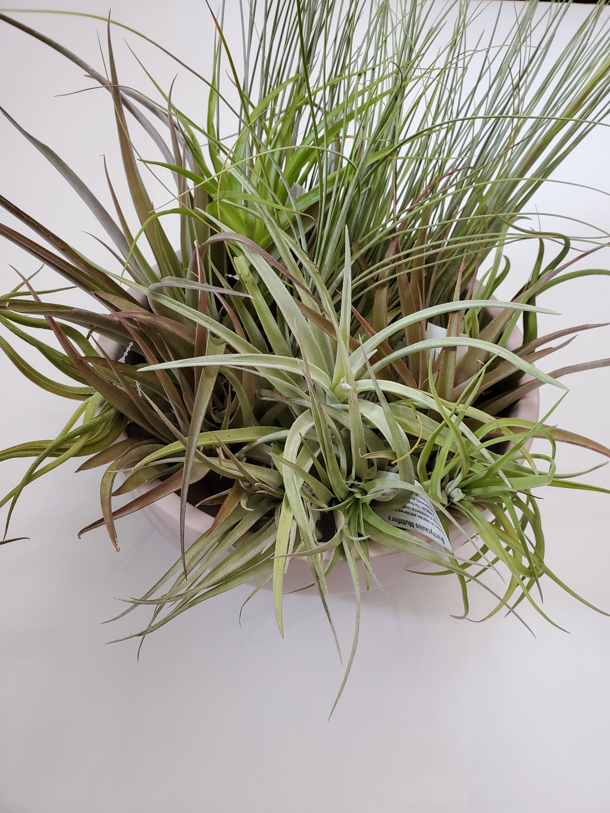 variegated air plant Air Plant