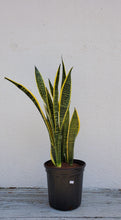 Load image into Gallery viewer, Sansevieria Laurentii
