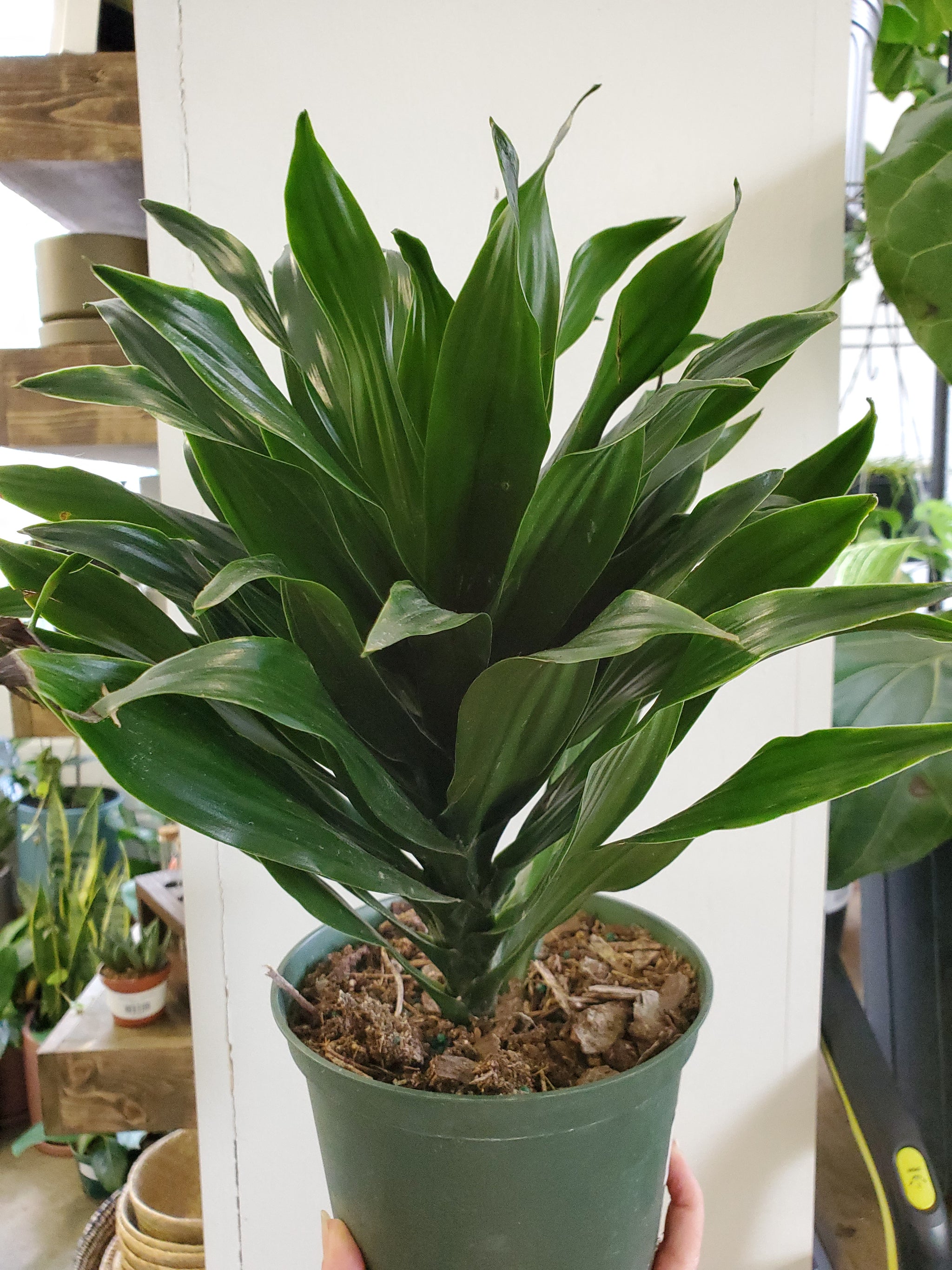 dracaena janet craig compacta cane plant Dracaena Janet Craig Compacta Cane – Lush Plant Co. Decatur