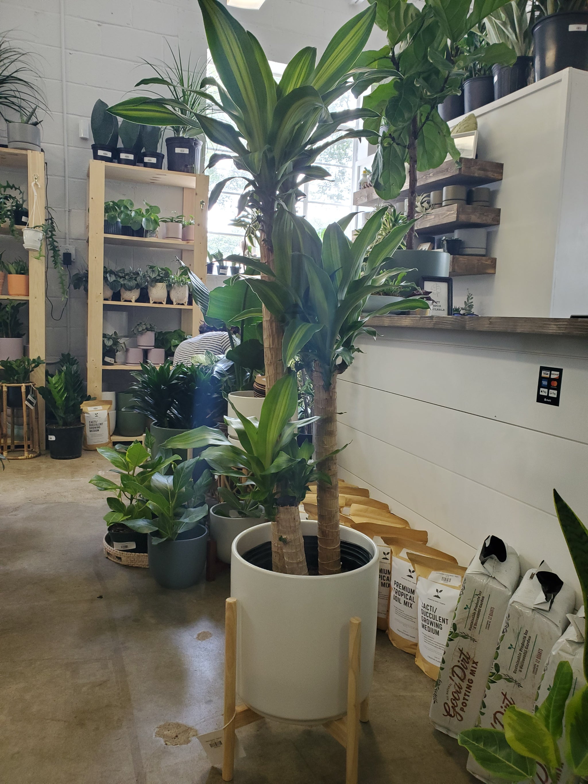 dracaena massangeana cane plant Dracaena Fragrans Mass Cane – Lush Plant Co. Decatur