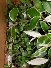 Load image into Gallery viewer, Hoya Curtisii
