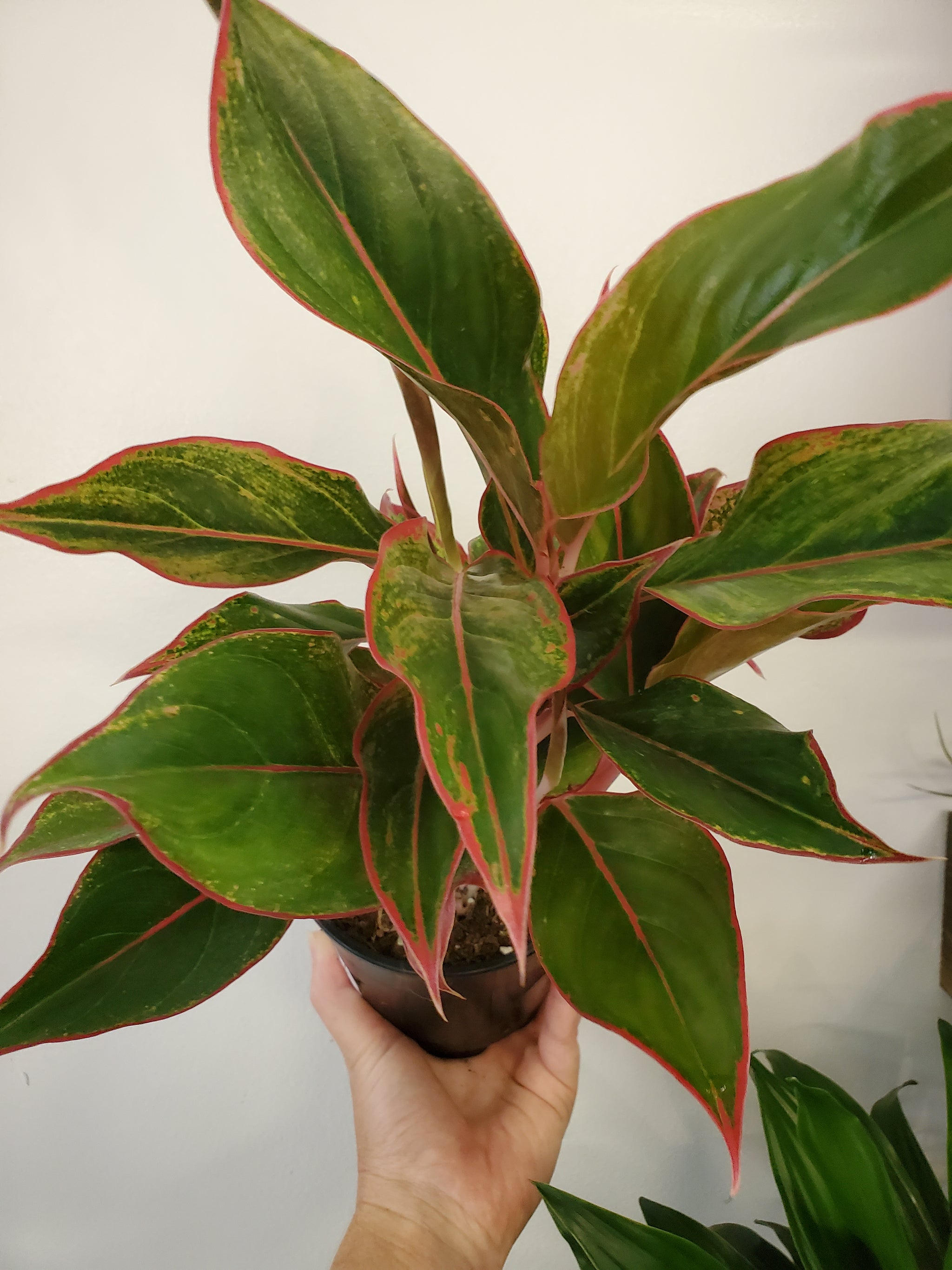 lush aglaonema Aglaonema Siam – Lush Plant Co. Decatur