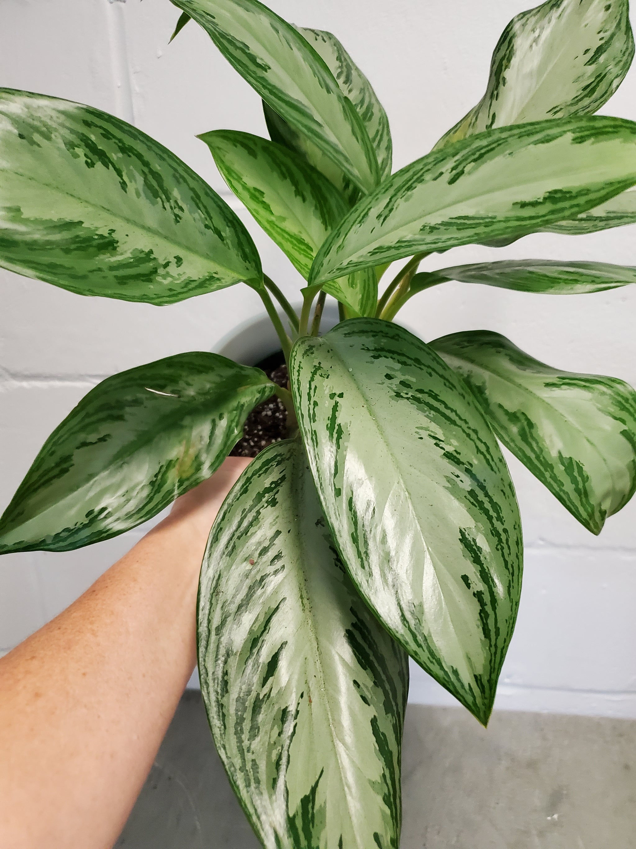 aglaonema silver bay pet safe Aglaonema Silver Bay – Lush Plant Co. Decatur