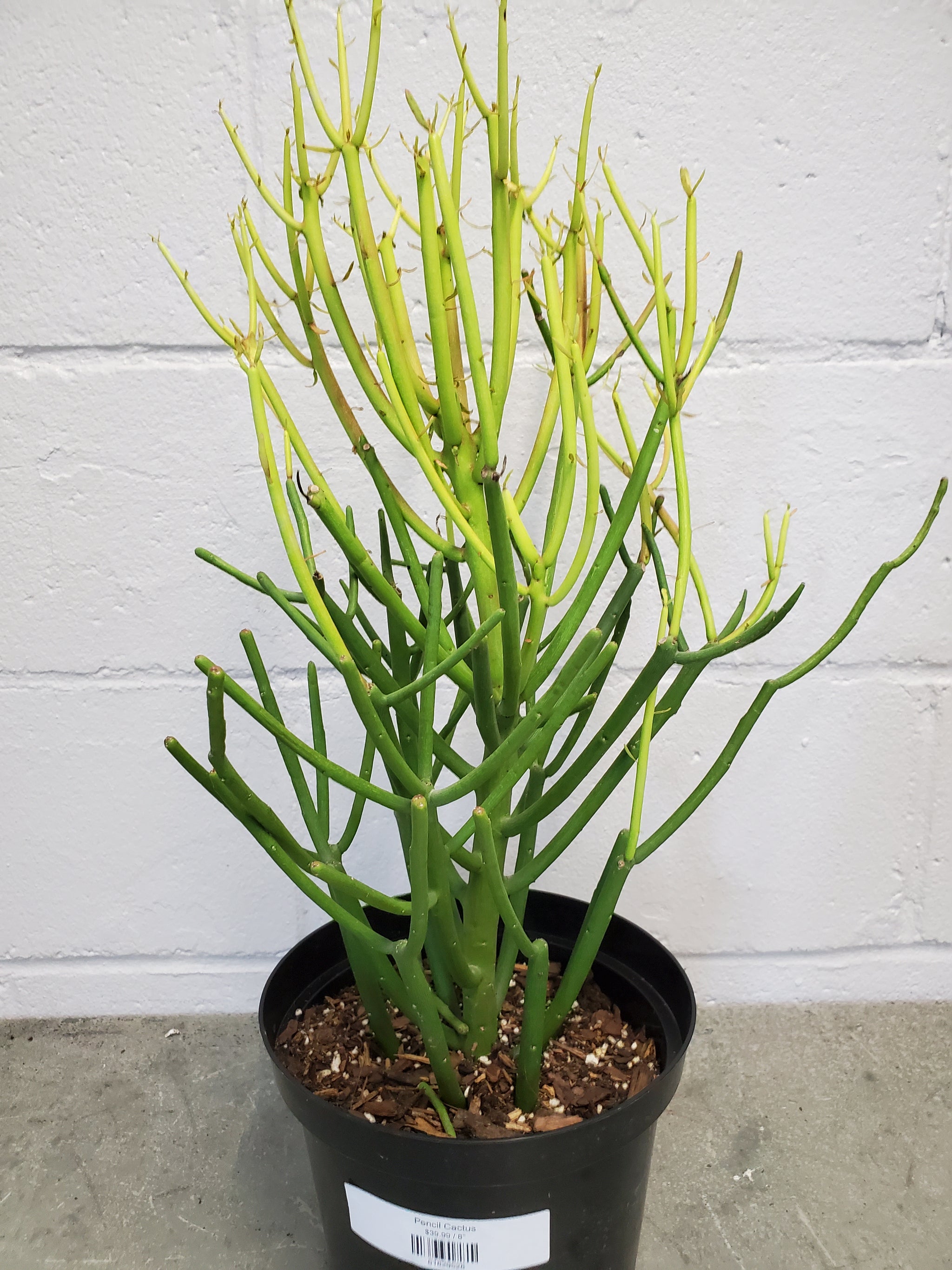 pencil cactus bonsai Pencil Cactus – Lush Plant Co. Decatur