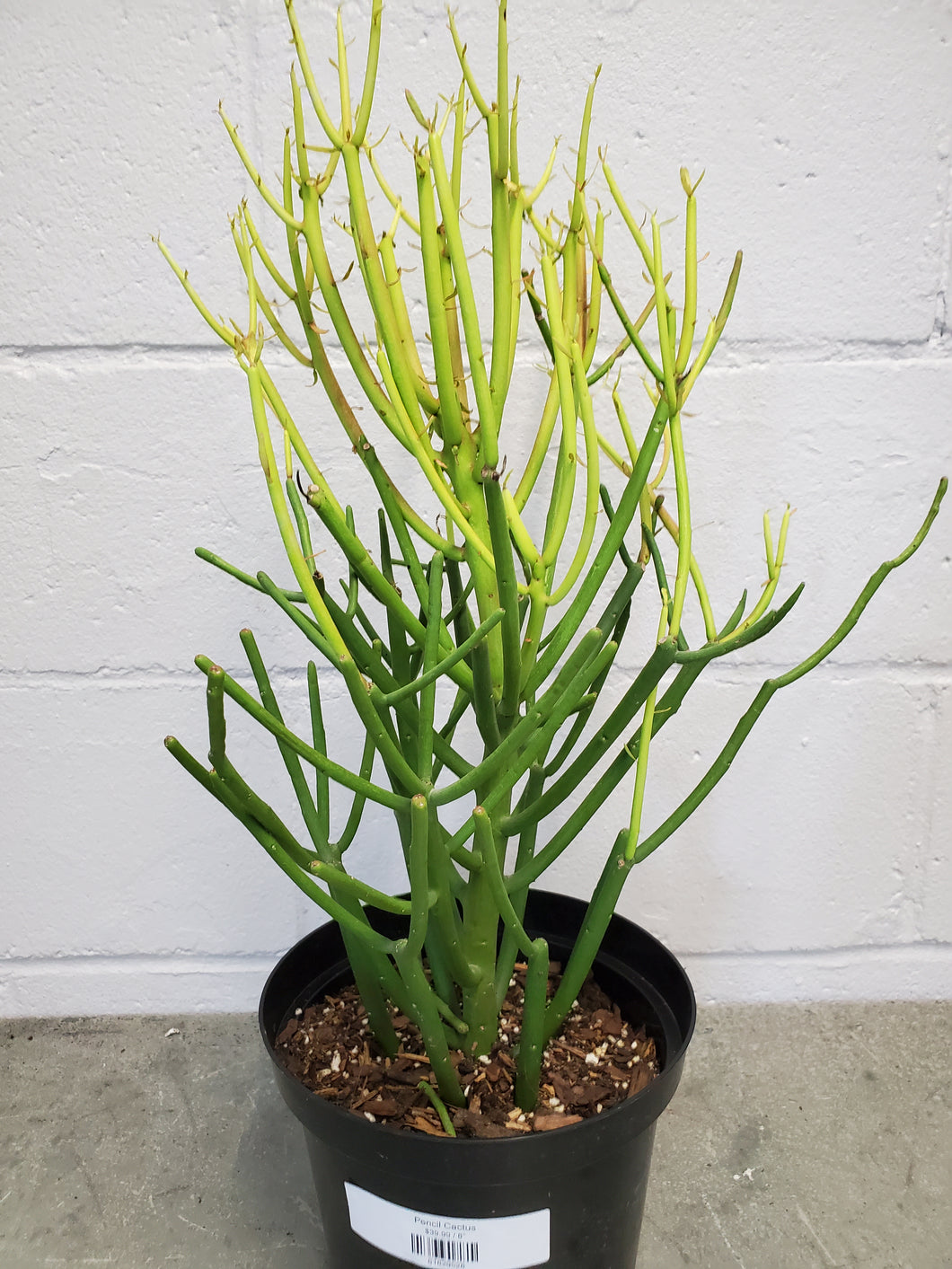 pink pencil cactus Pencil Cactus – Lush Plant Co. Decatur