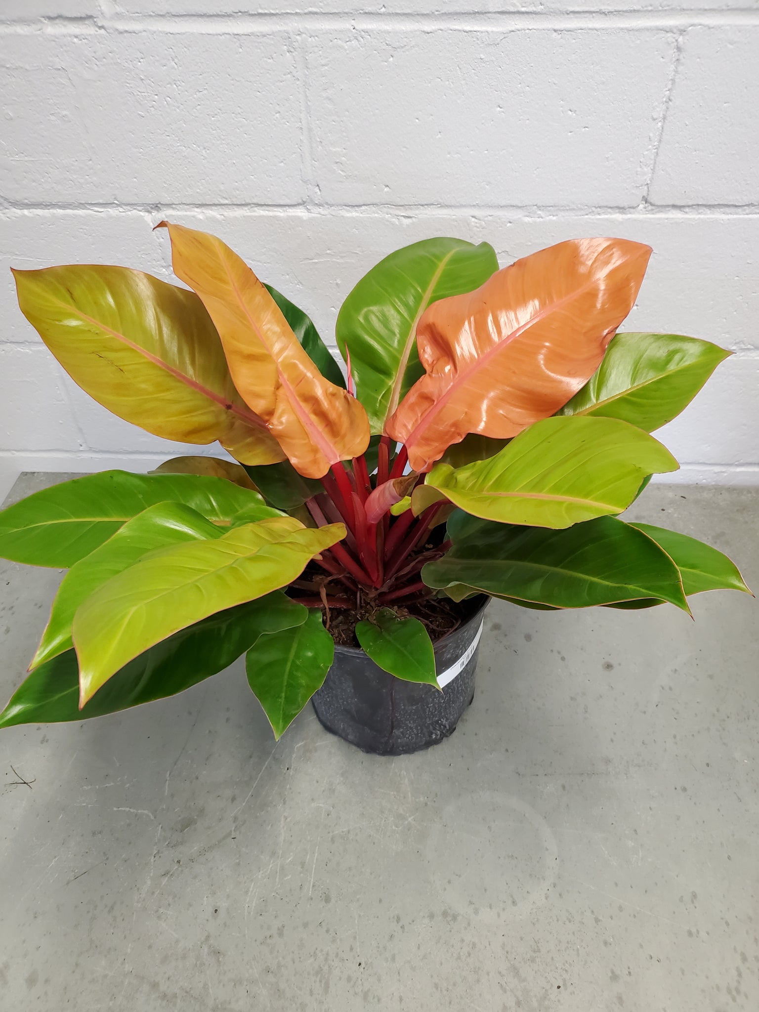 philodendron prince of orange Philodendron Prince of Orange – Lush Plant Co. Decatur