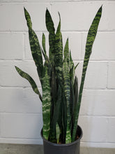 Load image into Gallery viewer, Sansevieria Black Coral
