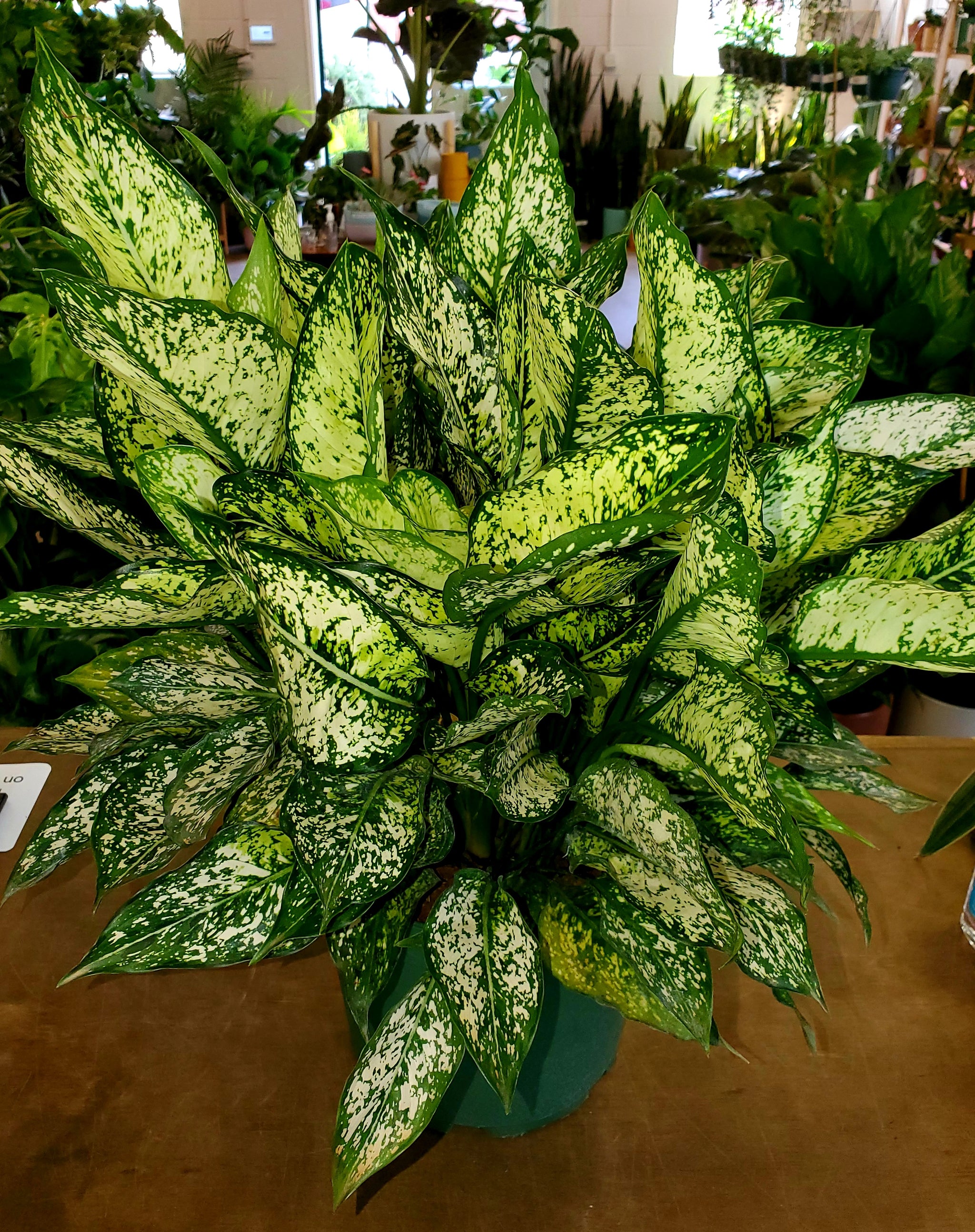 aglaonema snow Aglaonema Spring Snow – Lush Plant Co. Decatur