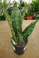 Load image into Gallery viewer, Sansevieria Robusta
