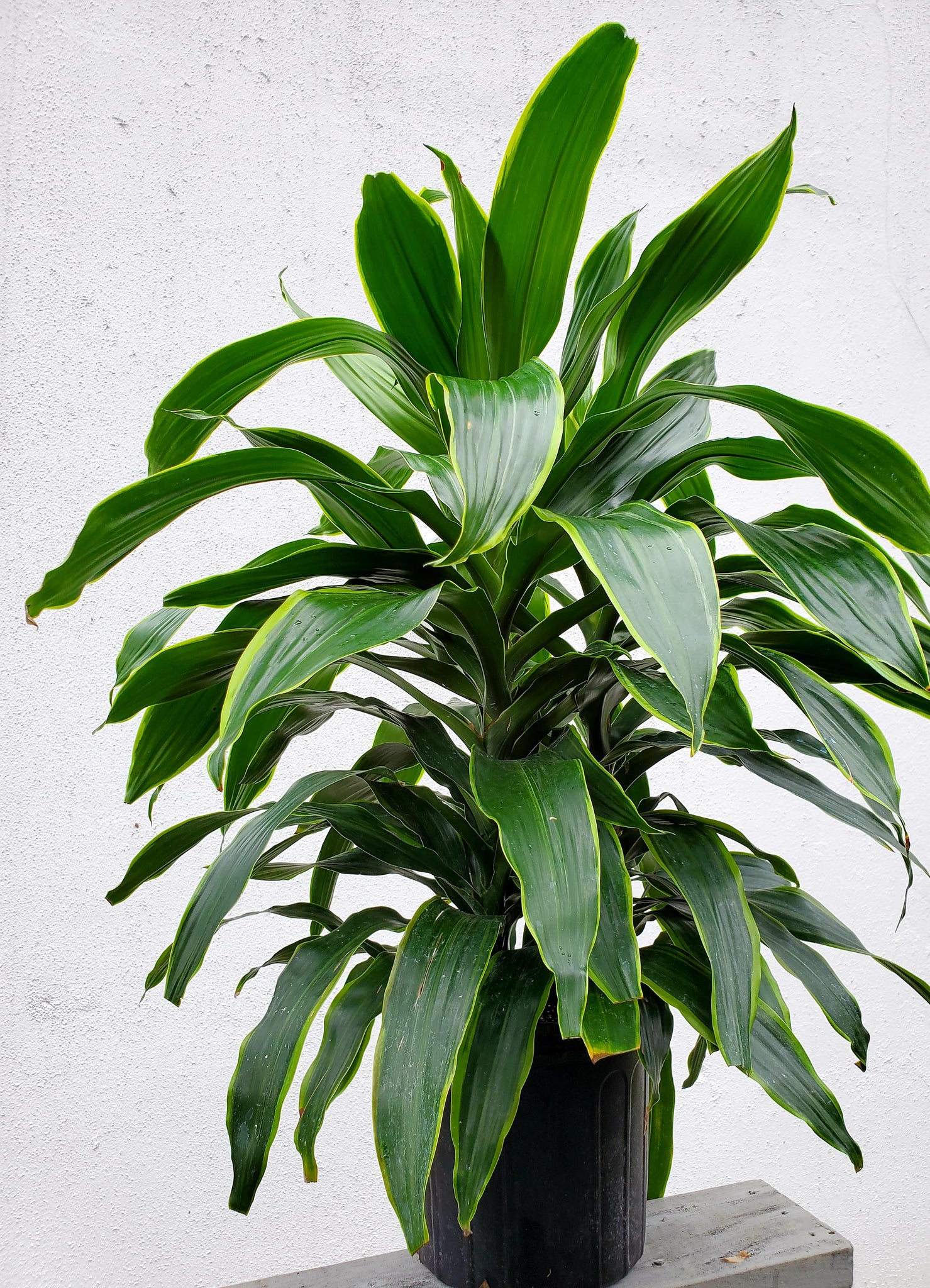 dracaena carmen plant Dracaena Carmen – Lush Plant Co. Decatur