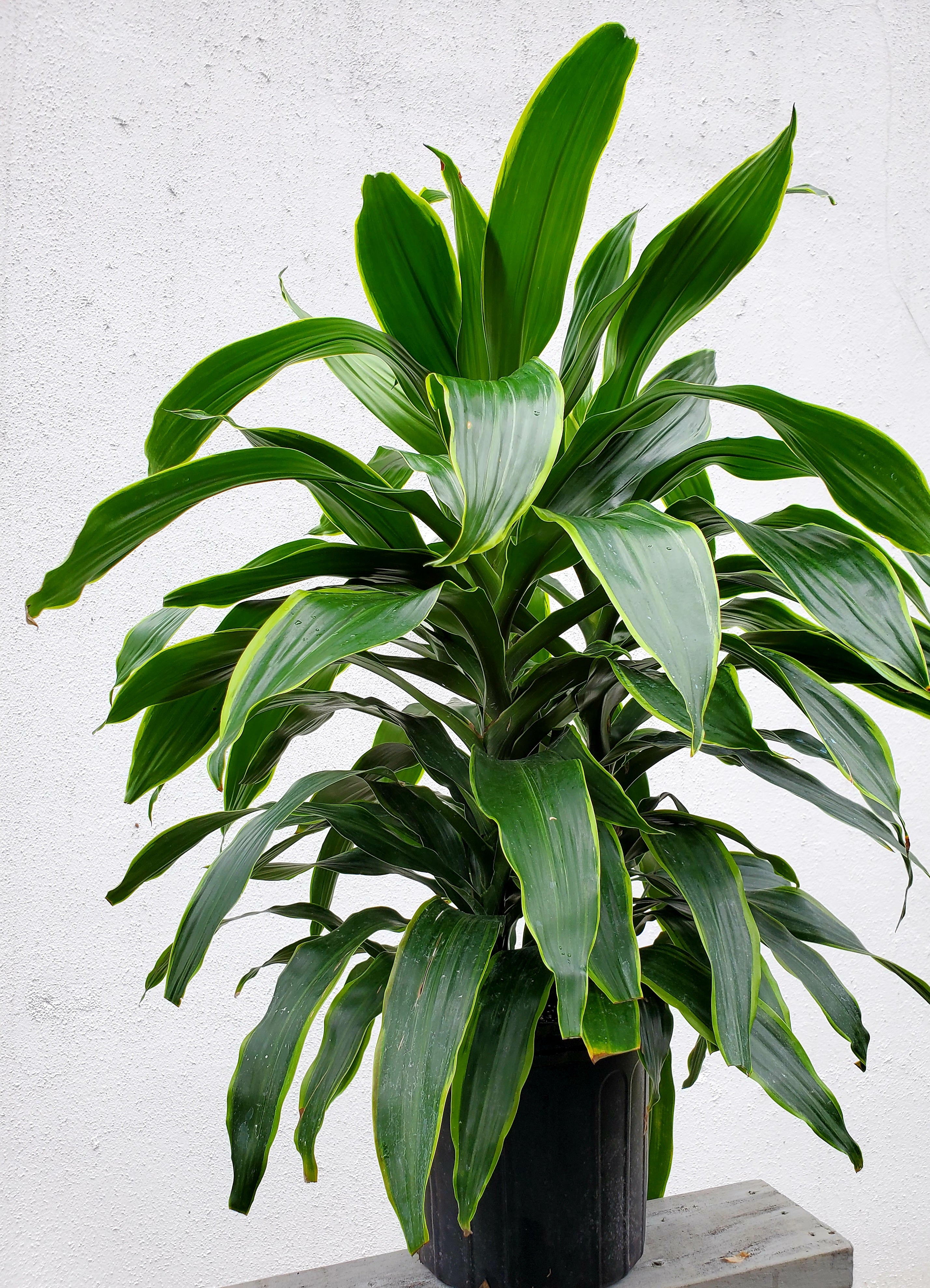 Dracaena Carmen – Lush Plant Co. Decatur