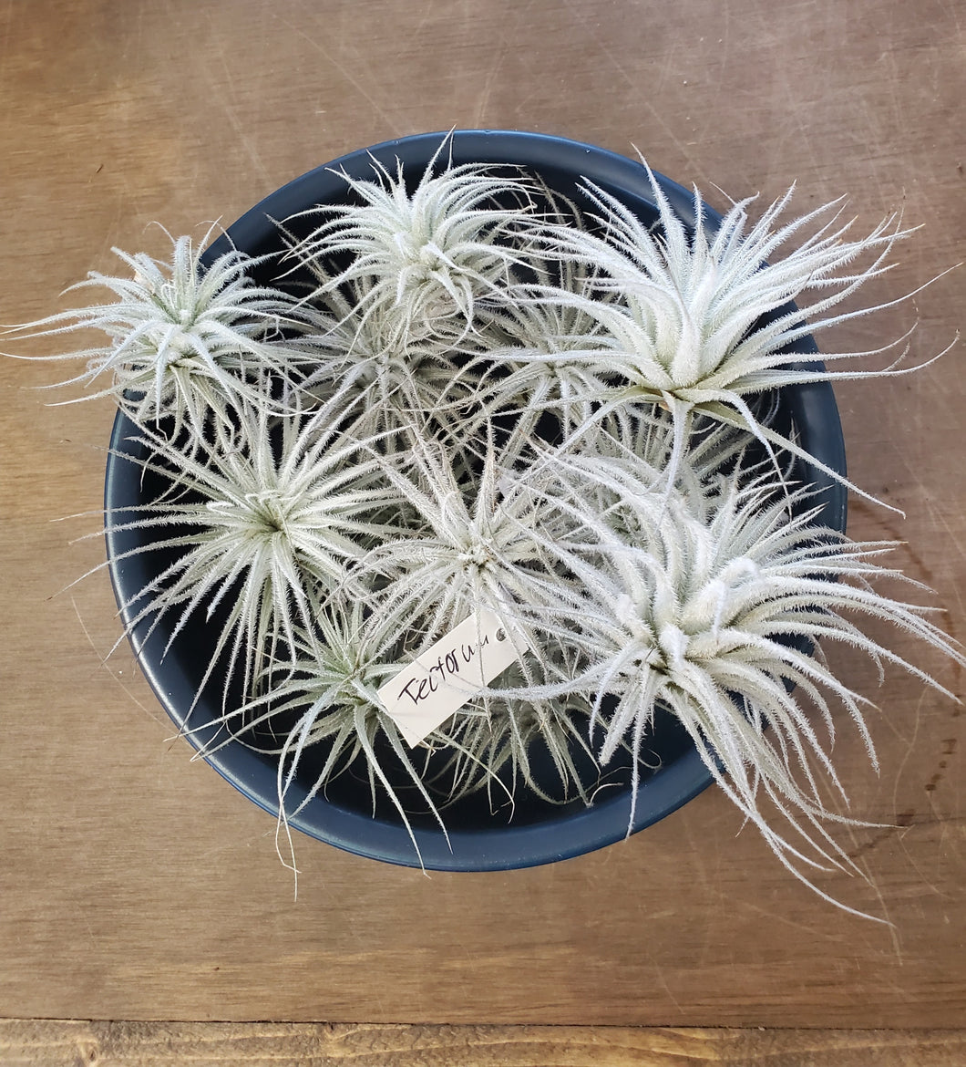 Air Plant - Tillandsia Varieties