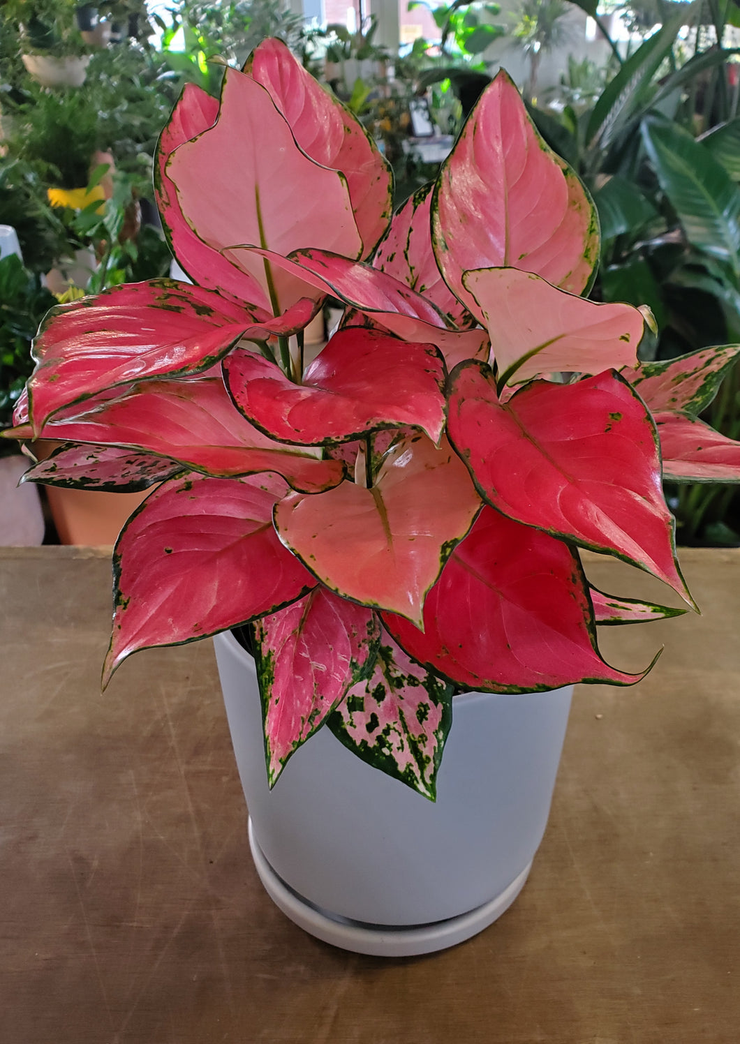 the sill aglaonema wishes Aglaonema Wishes – Lush Plant Co. Decatur