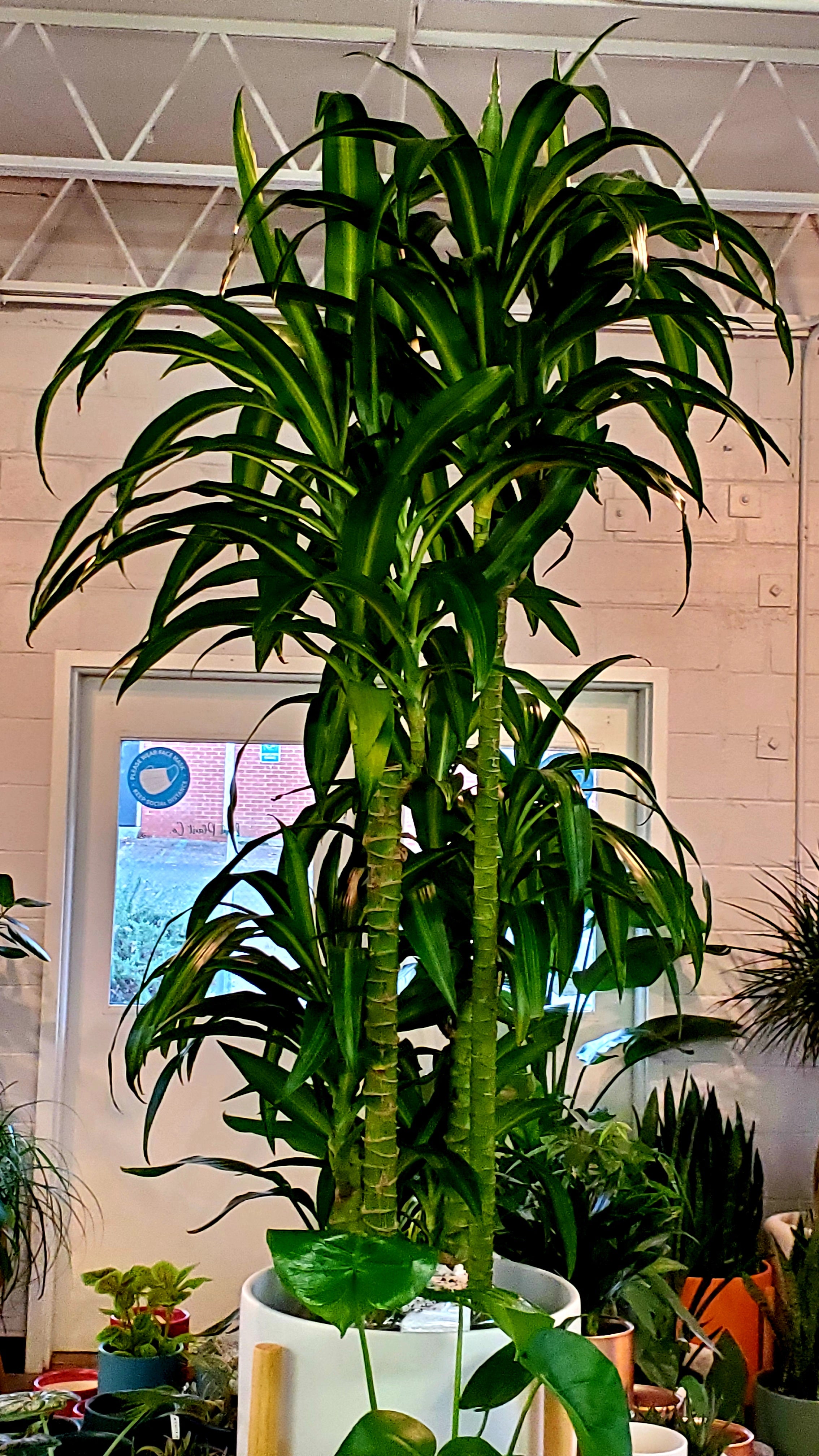 dracaena hawaiian sunshine care Dracaena Hawaiian Sunshine – Lush Plant Co. Decatur