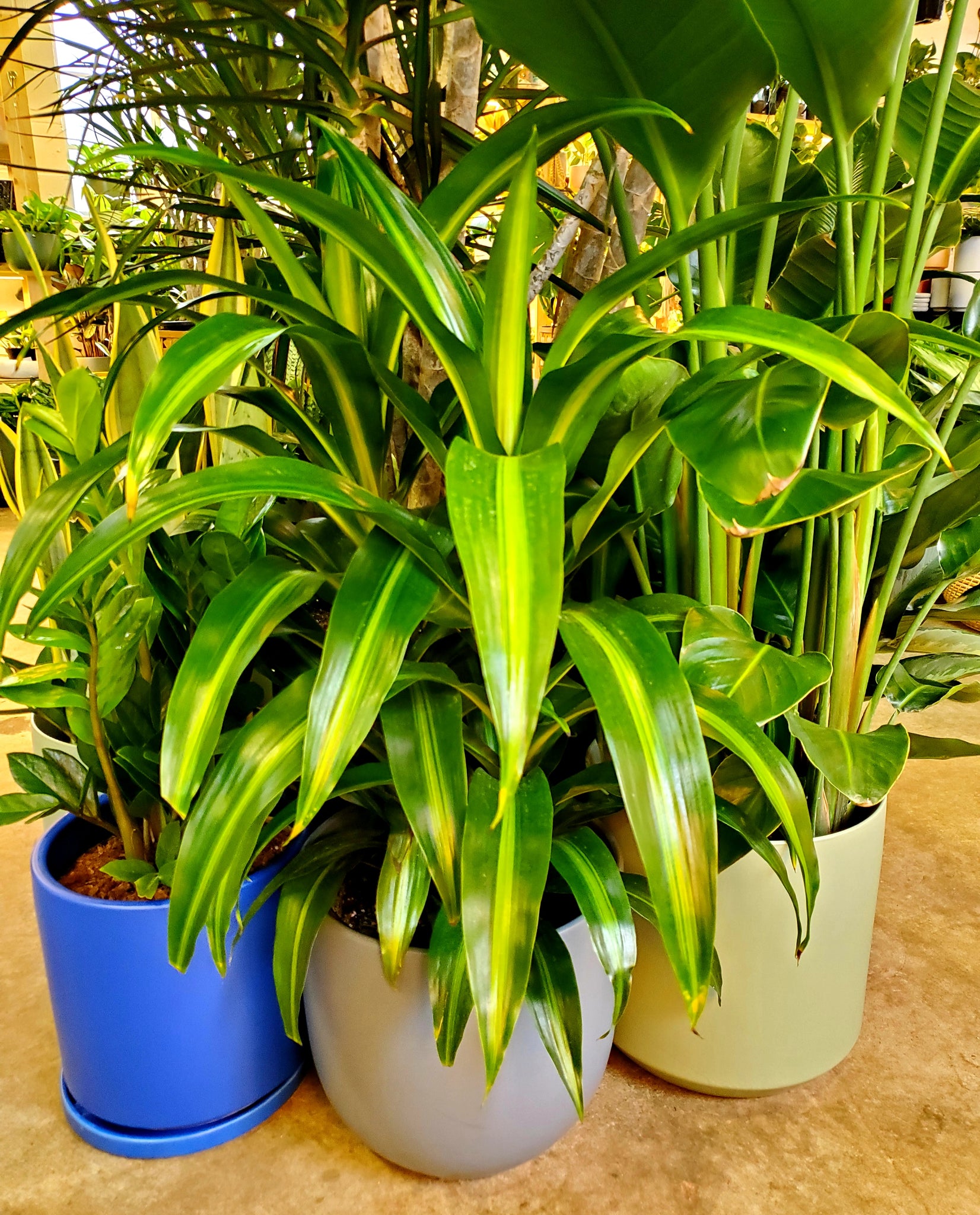 dracaena hawaiian sunshine toxic Dracaena Hawaiian Sunshine – Lush Plant Co. Decatur