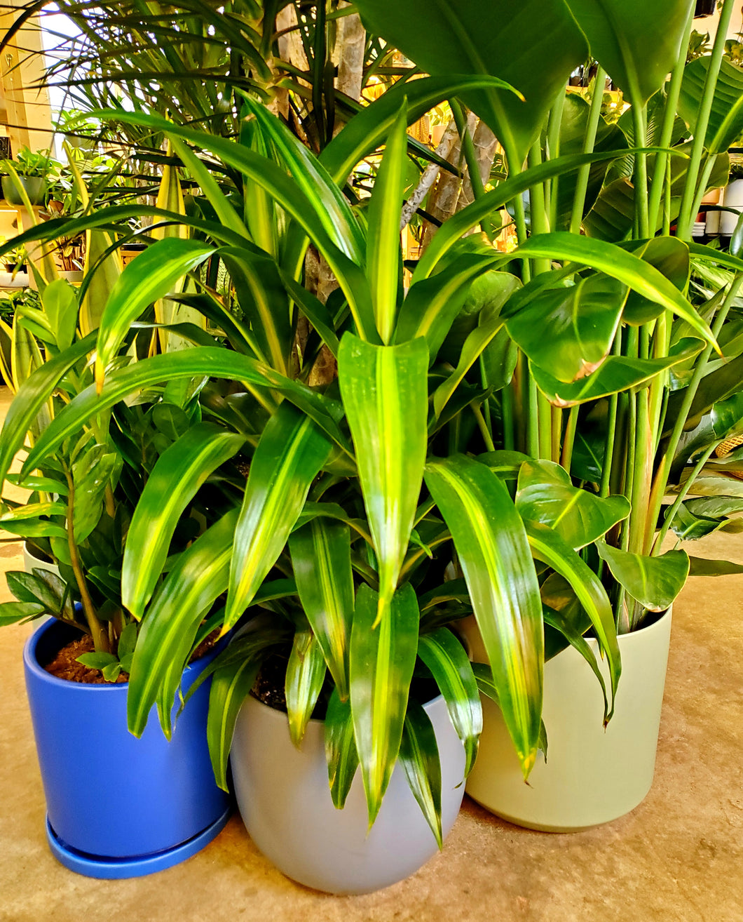 Dracaena Hawaiian Sunshine