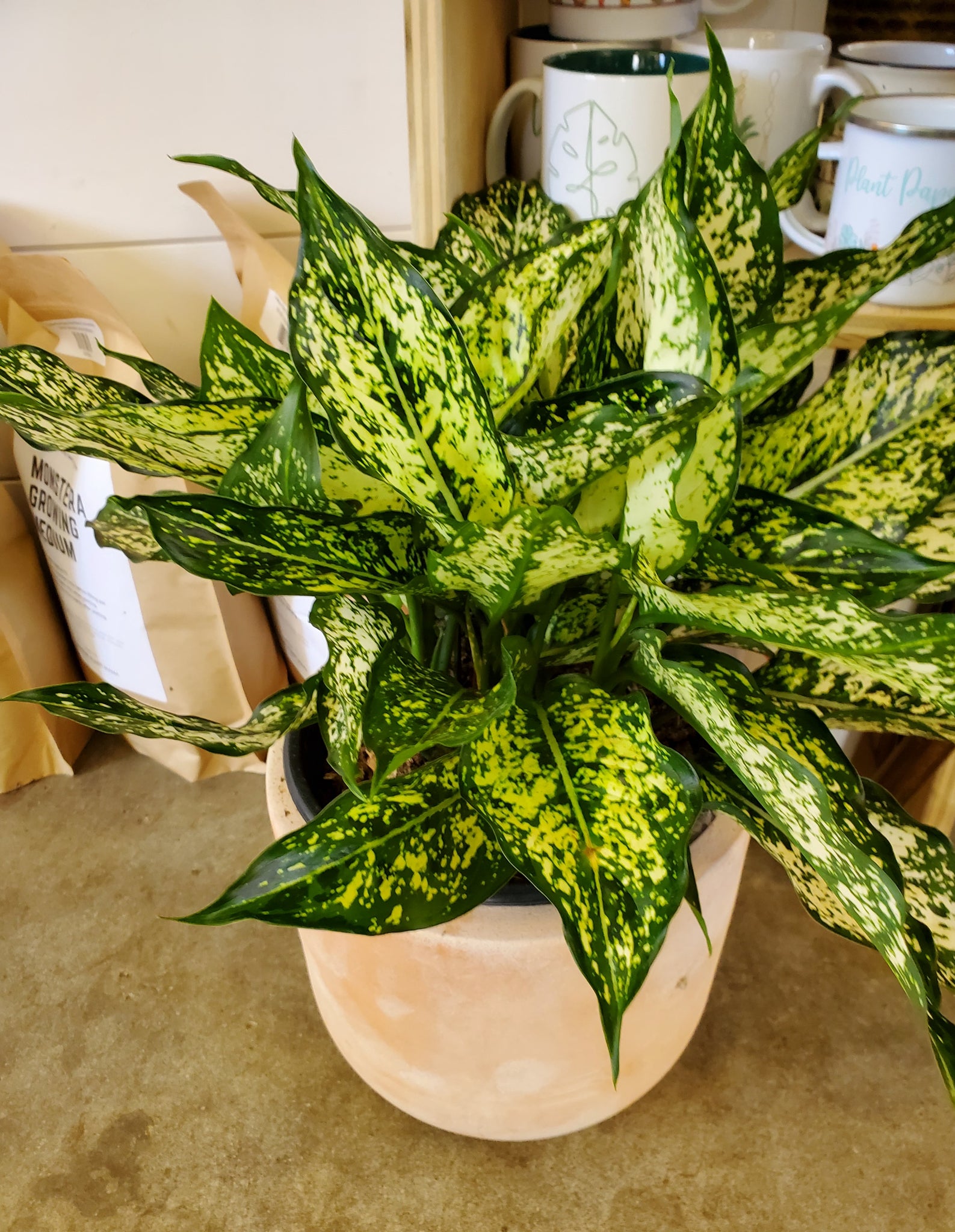 aglaonema plant expanding Aglaonema Spring Snow – Lush Plant Co. Decatur