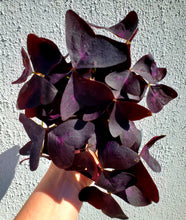 Load image into Gallery viewer, Oxalis Triangularis
