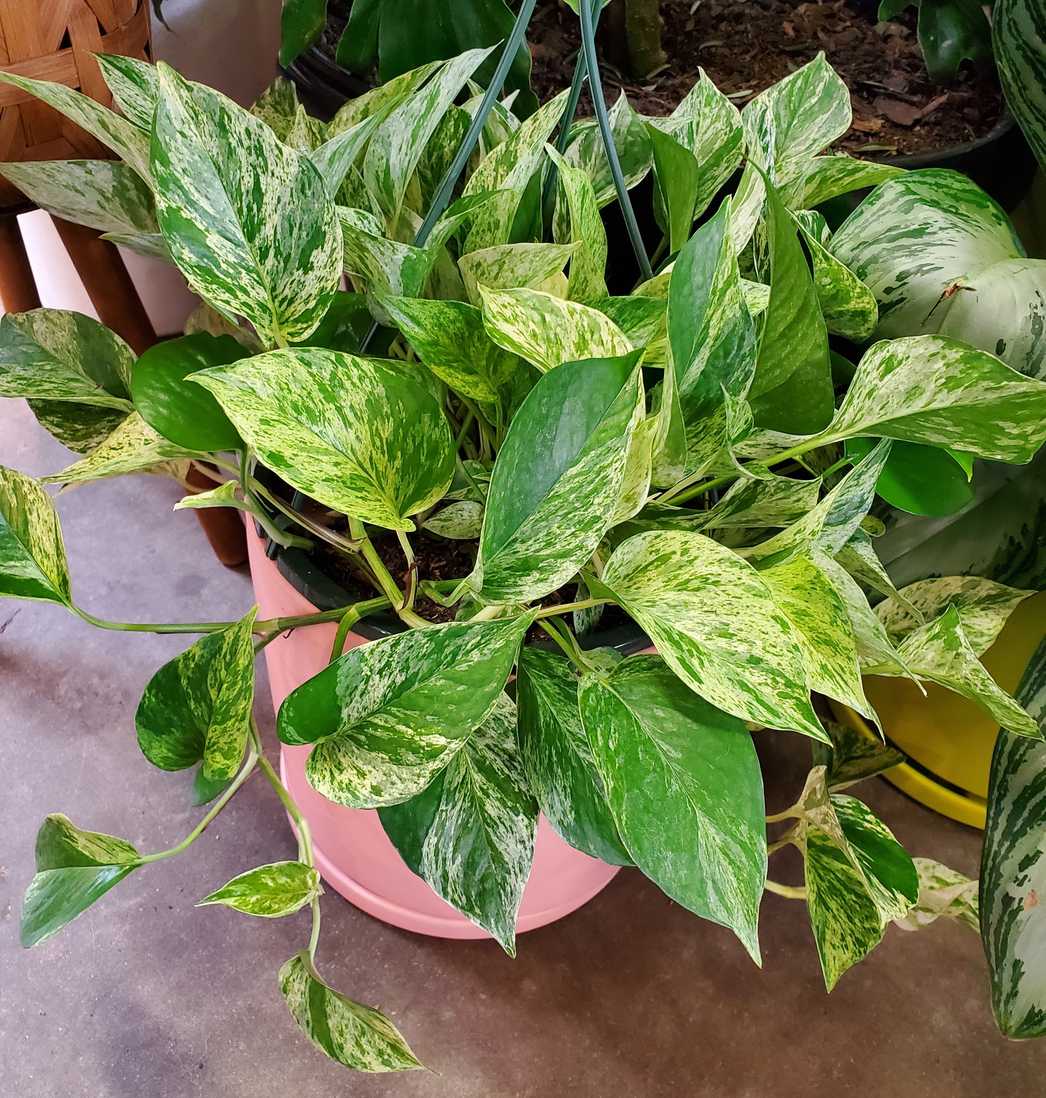 golden pothos marble queen Marble Queen Pothos 6"