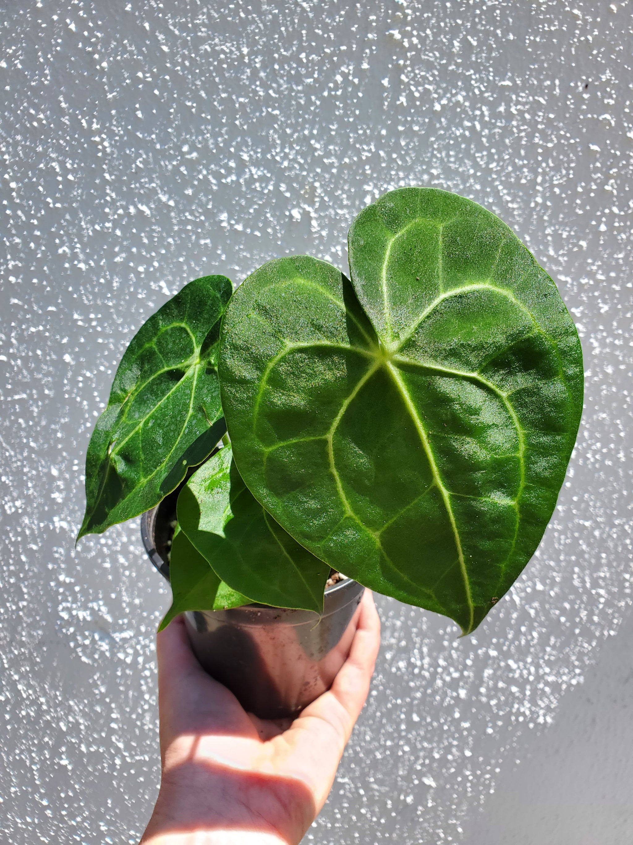 anthurium lavinia Anthurium Clarinervium – Lush Plant Co. Decatur
