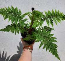 Load image into Gallery viewer, Australian Tree Fern
