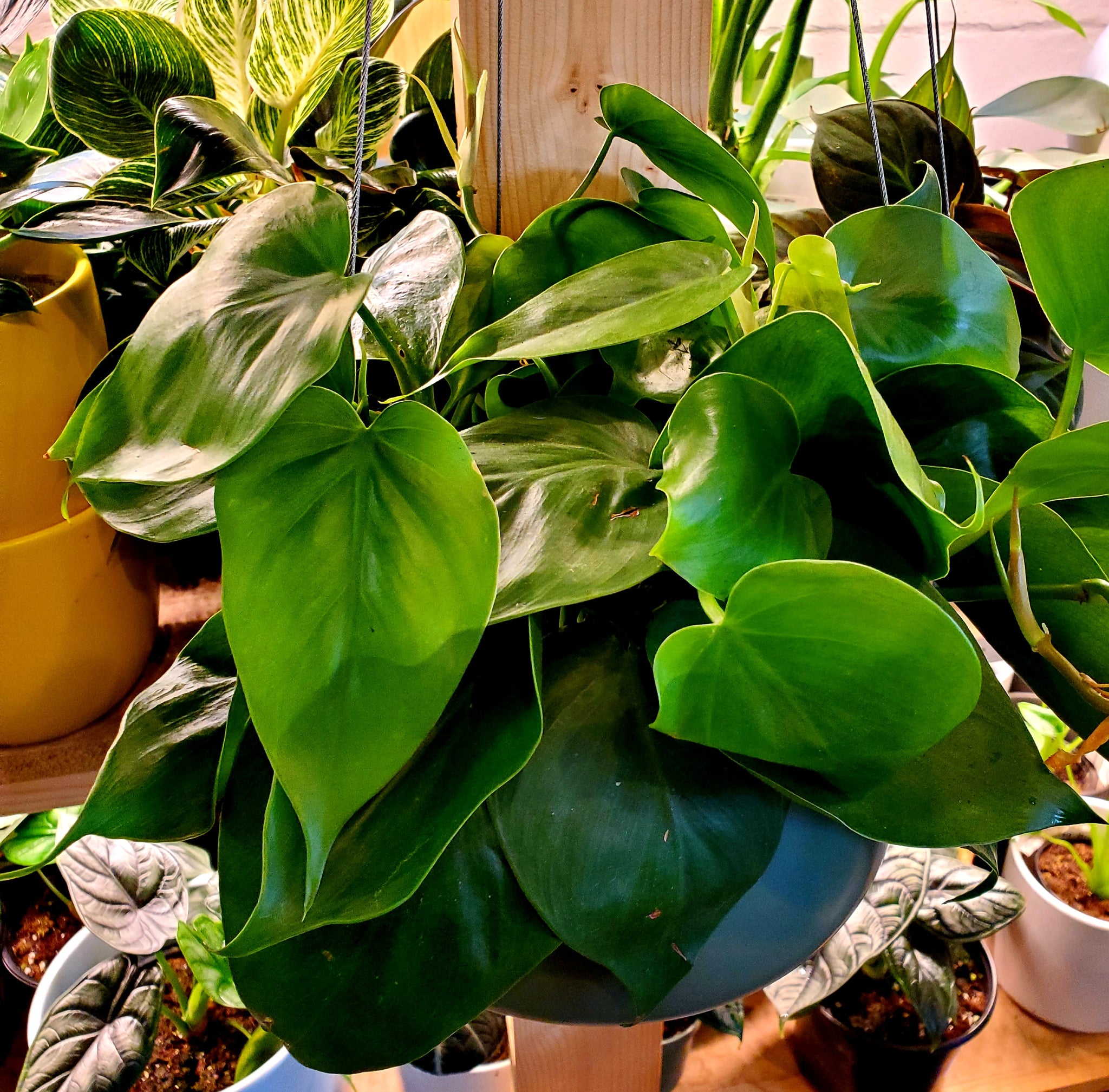 adult philodendron cordatum Philodendron Cordatum – Lush Plant Co. Decatur