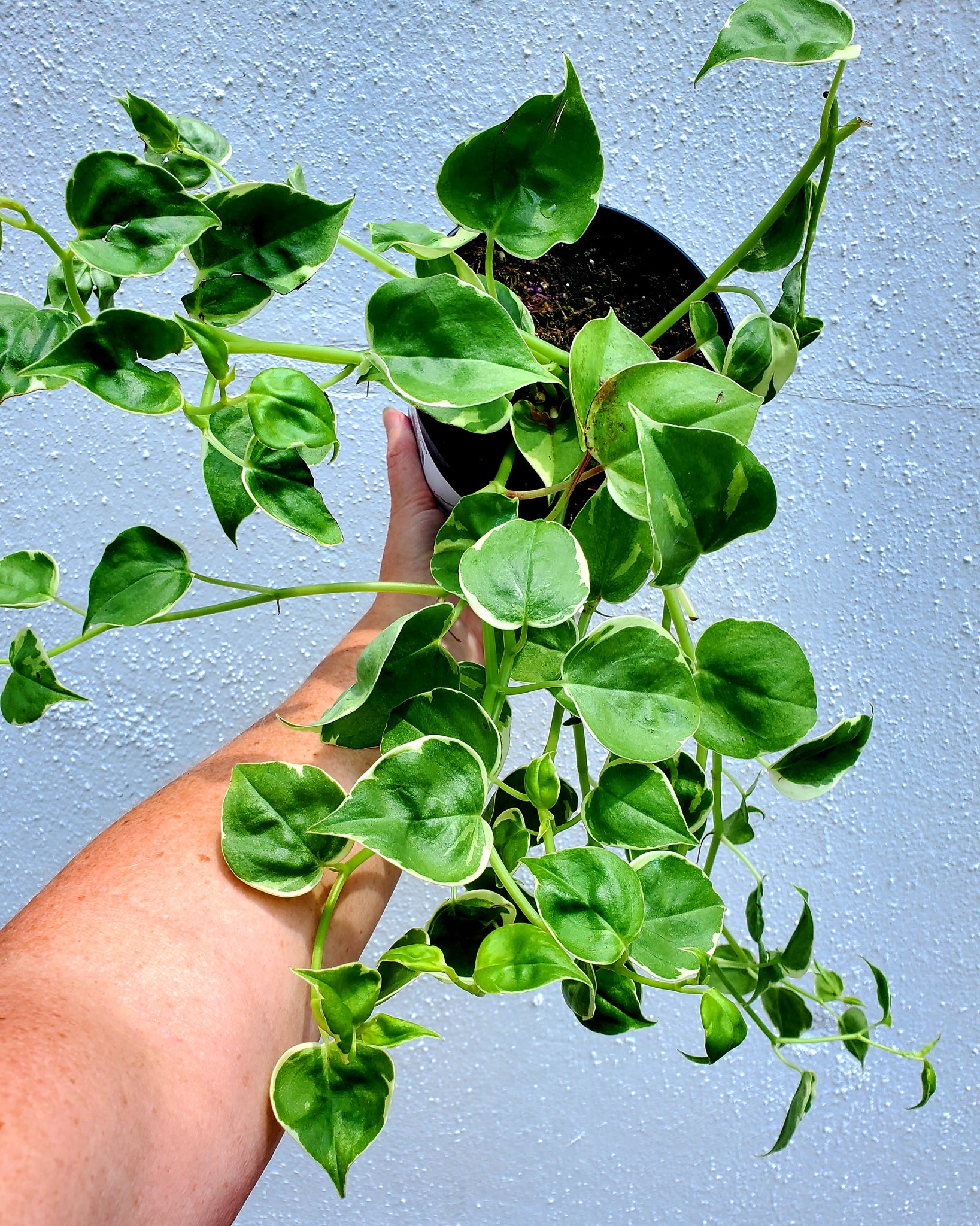 pothos cupid Peperomia Cupid – Lush Plant Co. Decatur