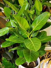 Load image into Gallery viewer, Ficus Audrey
