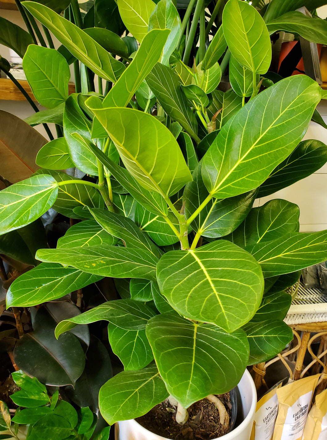 ficus audrey denver Ficus Audrey – Lush Plant Co. Decatur