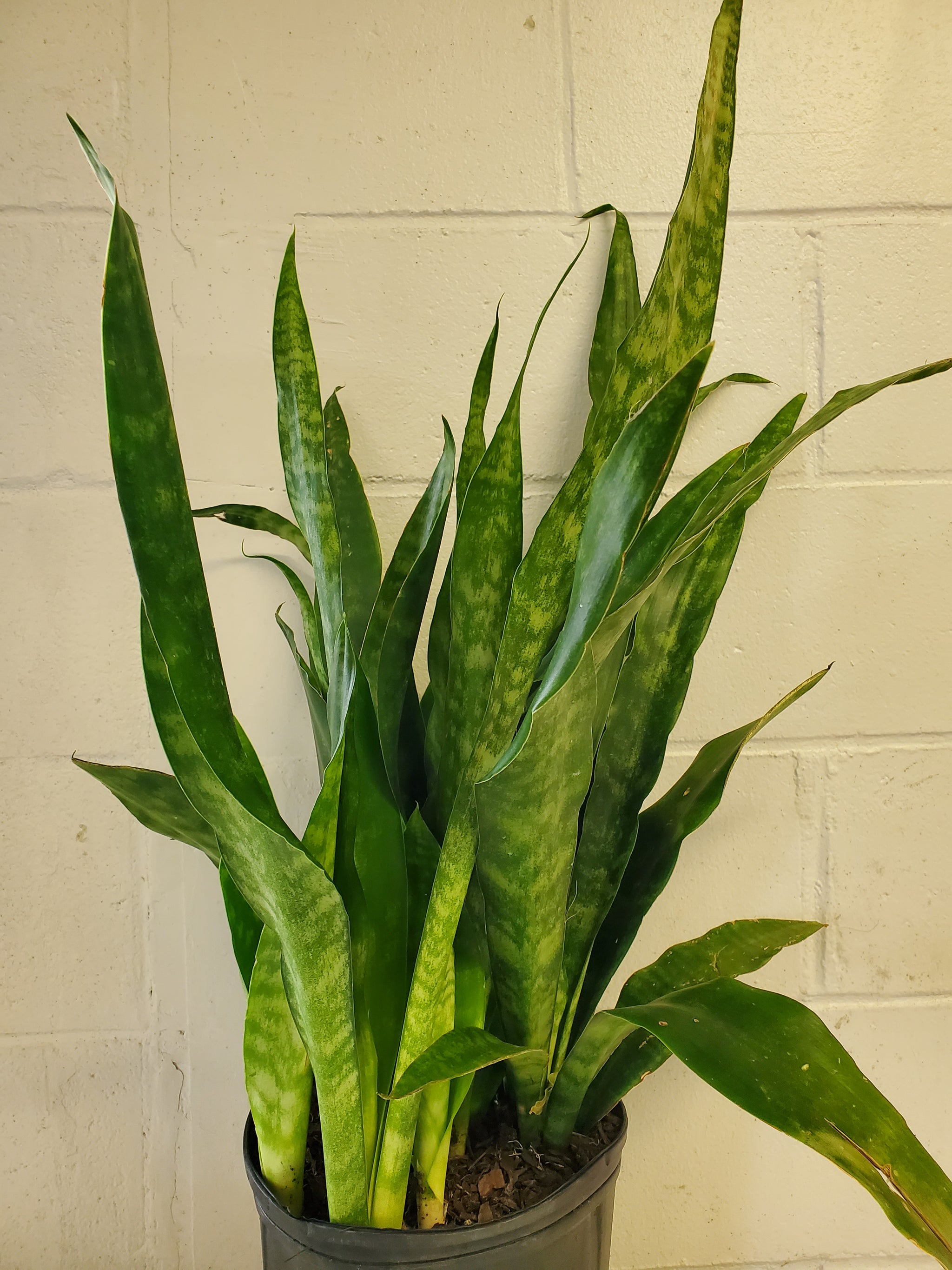 snake plant jaboa Sansevieria Jaboa – Lush Plant Co. Decatur
