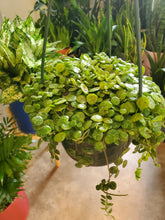 Load image into Gallery viewer, String of Turtles
