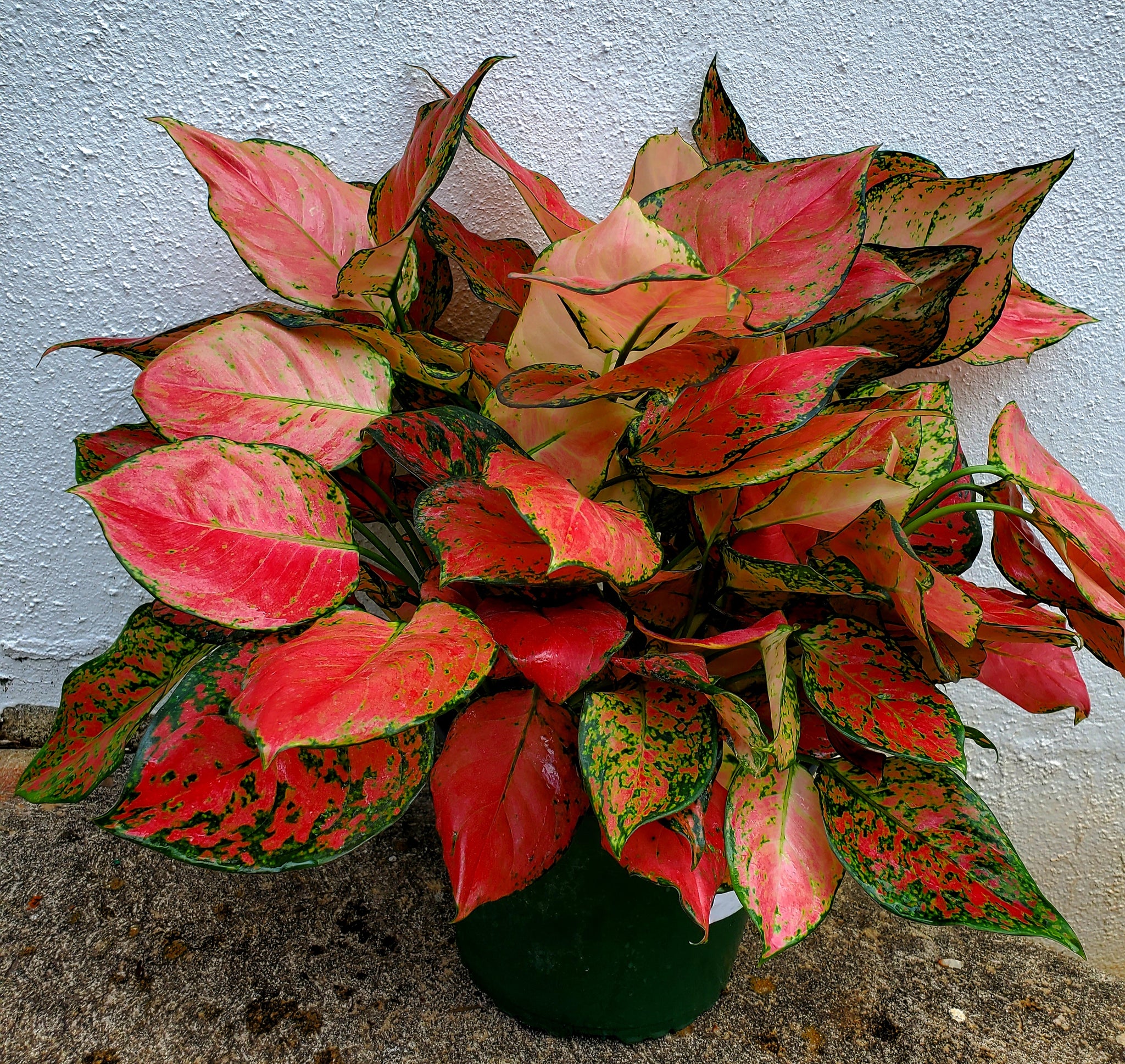 Aglaonema Wishes – Lush Plant Co. Decatur