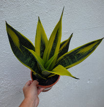 Load image into Gallery viewer, Sansevieria La Rubia
