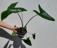 Load image into Gallery viewer, Alocasia Zebrina
