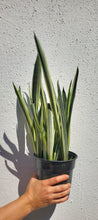 Load image into Gallery viewer, Sansevieria Bantel’s Sensation
