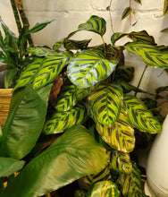 Load image into Gallery viewer, Calathea Makoyana &quot;Peacock&quot;

