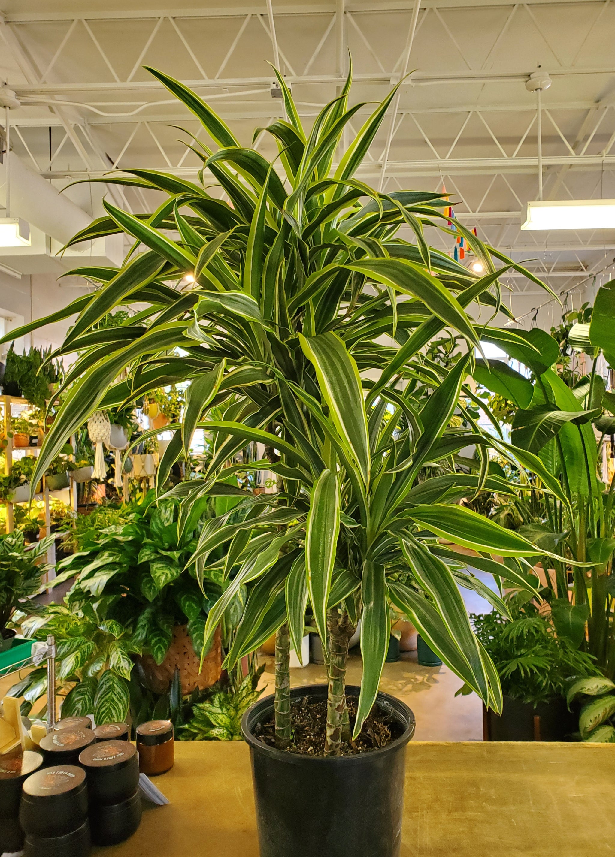 Dracaena Lemon Lime – Lush Plant Co. Decatur