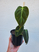 Load image into Gallery viewer, Philodendron Melanochrysum
