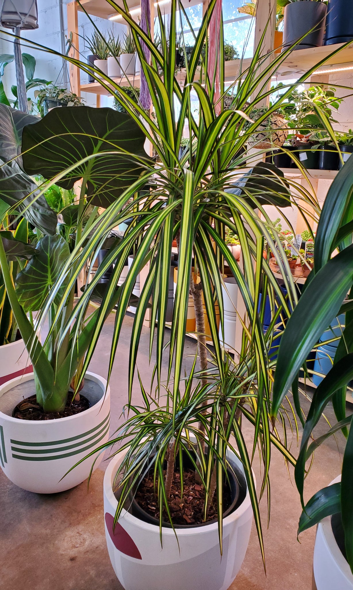 dracaena marginata ray of sunshine Dracaena Marginata Ray of Sunshine