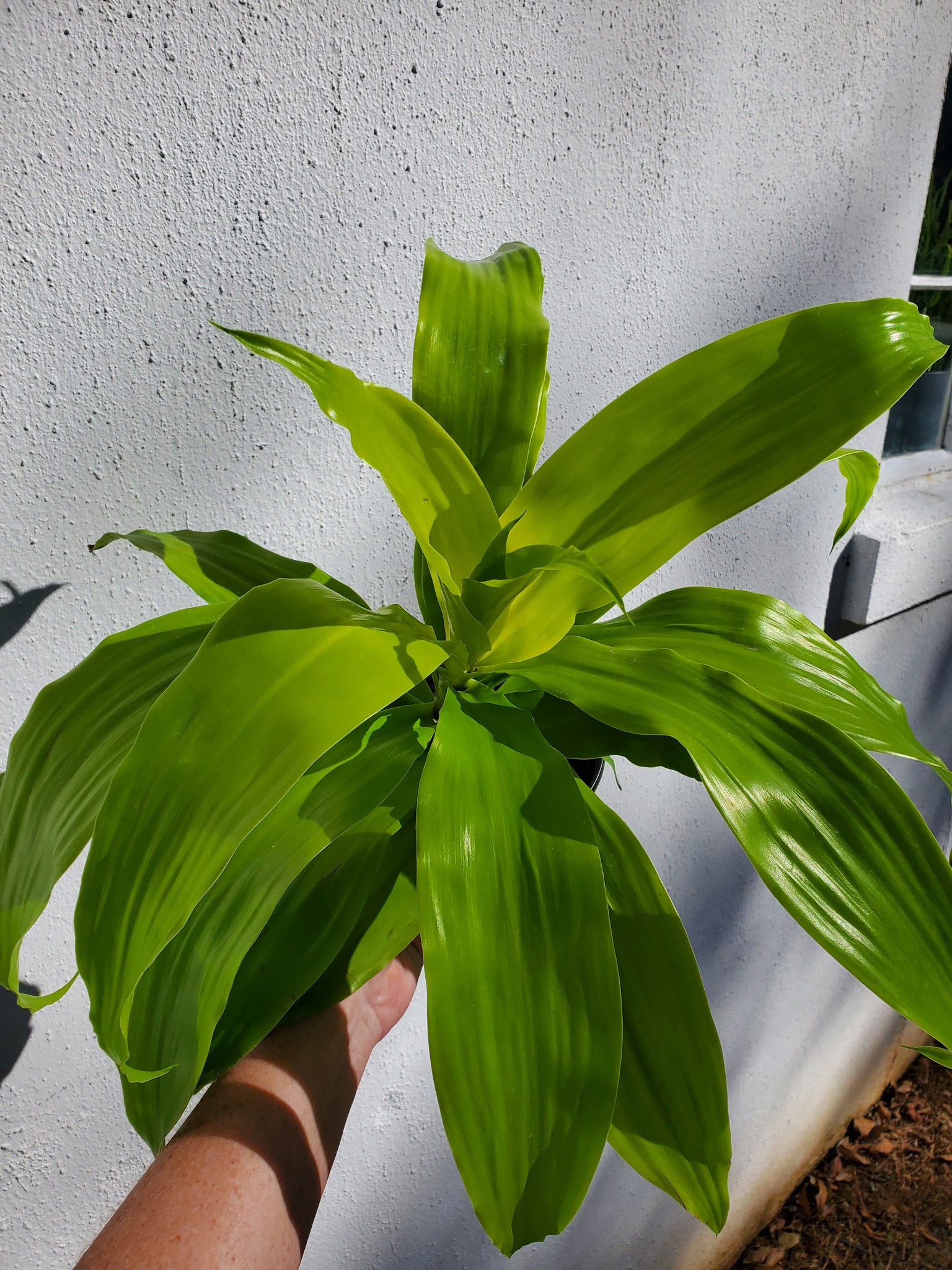 dracaena lime light Dracaena Lime Light – Lush Plant Co. Decatur
