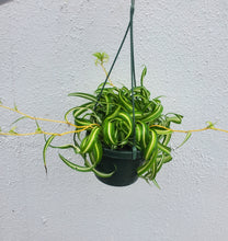 Load image into Gallery viewer, Spider Plant - Bonnie
