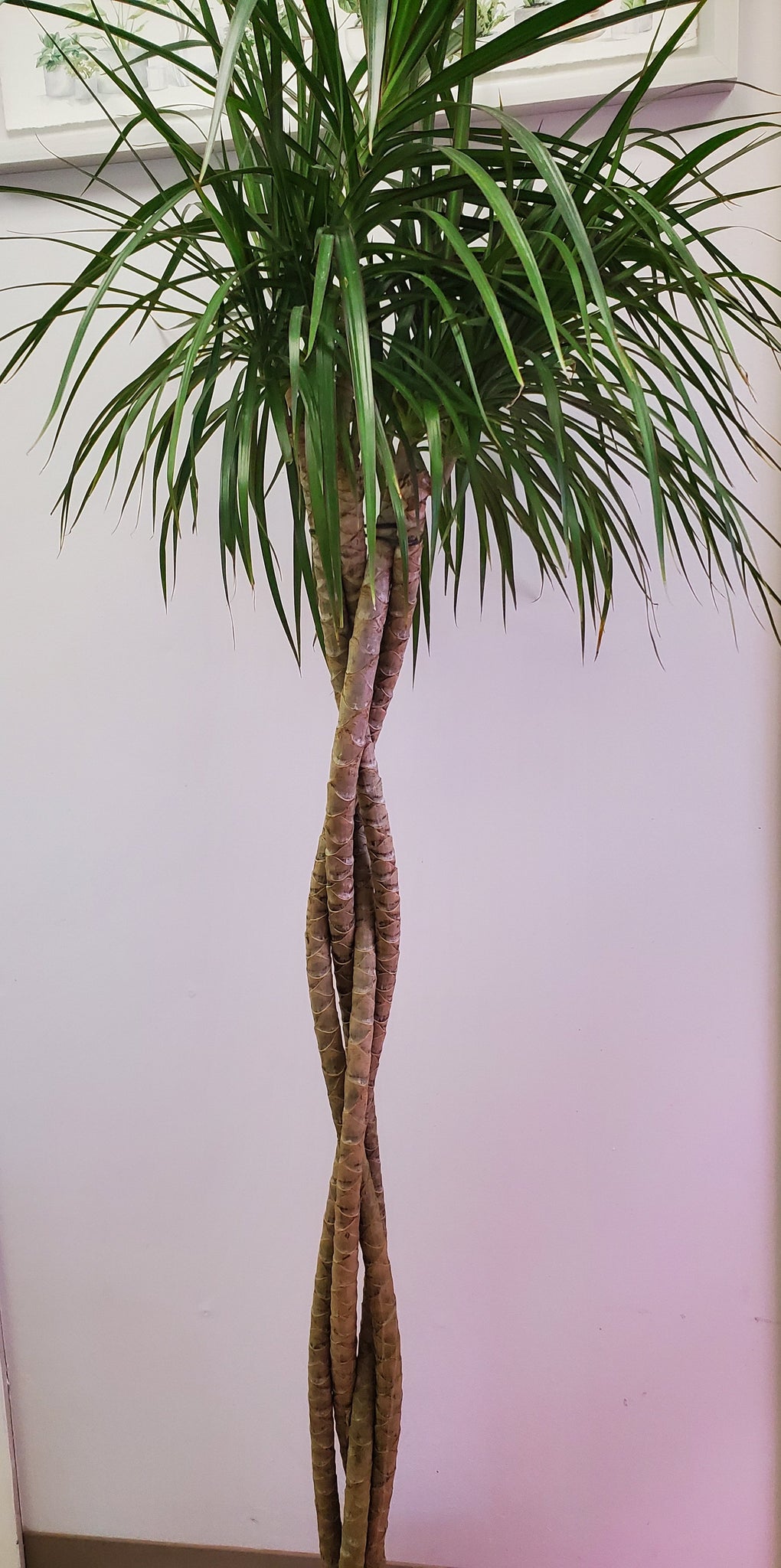 dracaena marginata light Dracaena Marginata – Lush Plant Co. Decatur